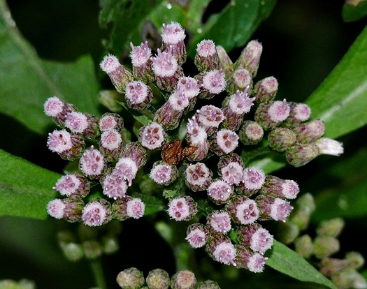 {Pluchea camphorata}